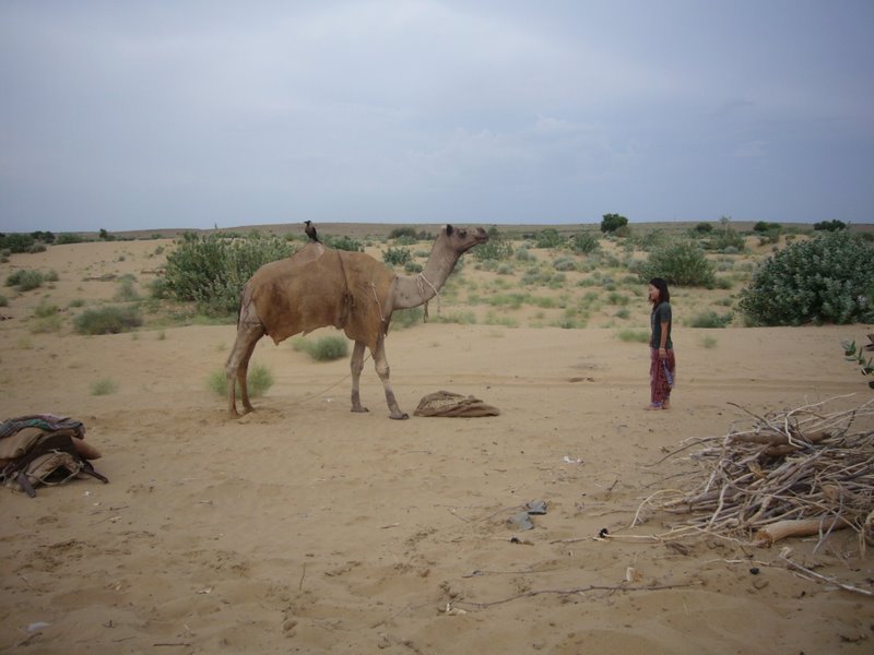 Travel - India - Rajasthan - Desert Camel Trip - The Desert